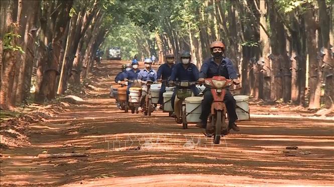 Binh đoàn 15 đã tạo việc làm ổn định cho hàng chục nghìn lao động tại khu vực biên giới Gia Lai từ nhận khoán chăm sóc các vườn cao su. Ảnh: Hồng Điệp - TTXVN
