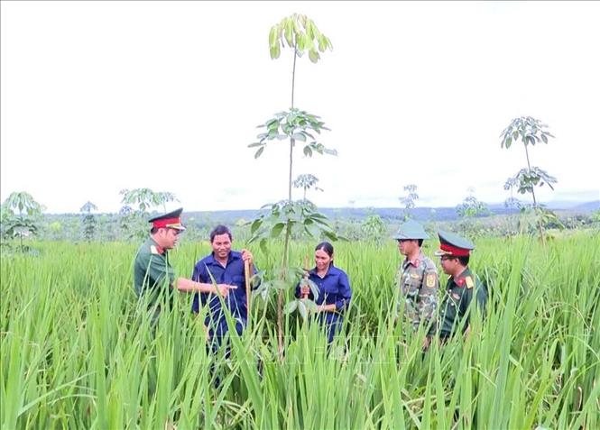 Đoàn Kinh tế Quốc phòng 715, Binh đoàn 15 hướng dẫn người dân xã Ia Krái (Gia Lai) kết hợp trồng lúa khi cây cao su chưa khép tán nhằm nâng cao năng suất. Ảnh: Hồng Điệp - TTXVN
