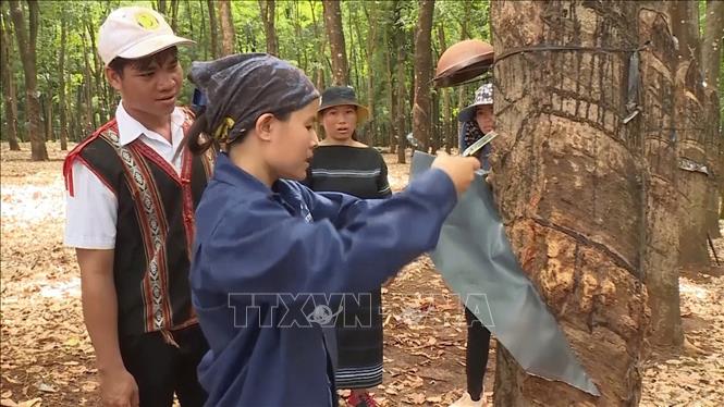 Các đơn vị trực thuộc Binh đoàn 15 hướng dẫn công nhân cạo mủ cao su. Ảnh: Hồng Điệp - TTXVN 