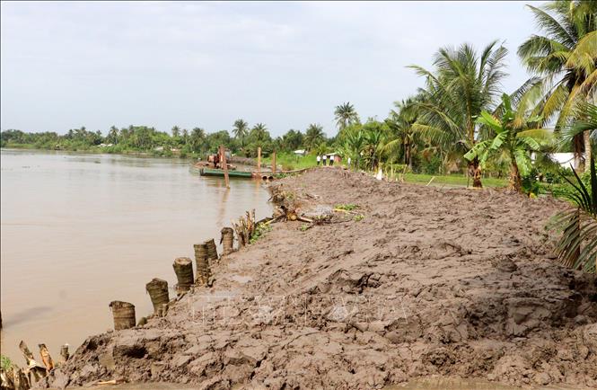 Đoạn sạt lở Đê bao sông Măng Thít qua xã Tân Long Hội, tỉnh Vĩnh Long được gia cố, khắc phục. Ảnh: Lê Thúy Hằng – TTXVN
