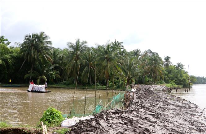 Đoạn sạt lở Đê bao sông Măng Thít qua xã Tân Long Hội, tỉnh Vĩnh Long được gia cố, góp phần hạn chế ảnh hưởng đến đời sống và sản xuất của người dân. Ảnh: Lê Thúy Hằng – TTXVN