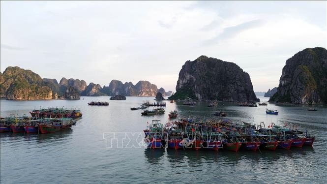 Các tàu đánh bắt hải sản tránh trú bão tại khu vực biển phường Hồng Gai, tỉnh Quảng Ninh. Ảnh: Đức Hiếu - TTXVN