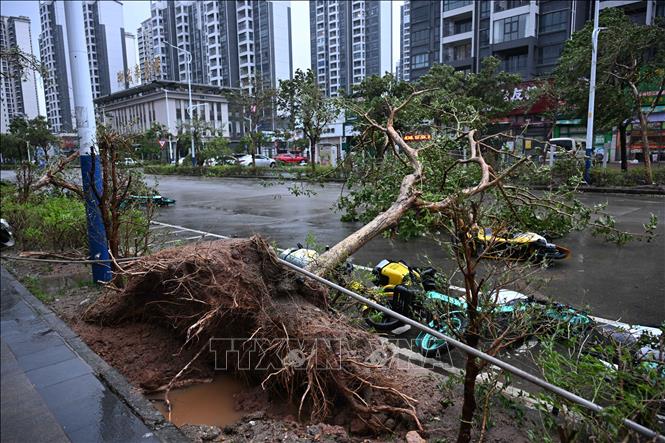 Cây đổ do gió lớn khi bão Ragasa đổ bộ, tại thành phố Dương Giang, tỉnh Quảng Đông, Trung Quốc, ngày 24/9/2025. Ảnh: THX/TTXVN