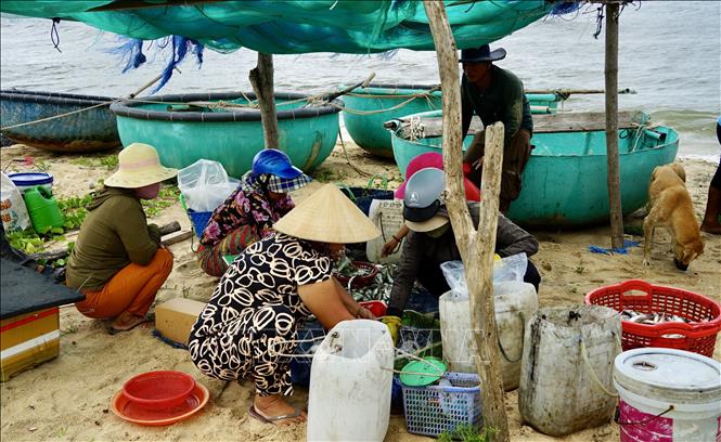 Hải sản được thương lái thu mua ngay tại bờ sau khi thuyền thúng cập bờ. Ảnh: Hồng Hiếu - TTXVN