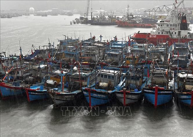 Tàu thuyền ngư dân miền Trung được về neo đậu tránh bão an toàn tại Âu thuyền Thọ Quang (Đà Nẵng). Ảnh: Trần Lê Lâm - TTXVN