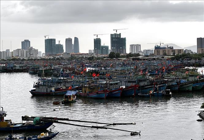 Tàu thuyền ngư dân miền Trung được về neo đậu tránh bão an toàn tại Âu thuyền Thọ Quang (Đà Nẵng). Ảnh: Trần Lê Lâm - TTXVN