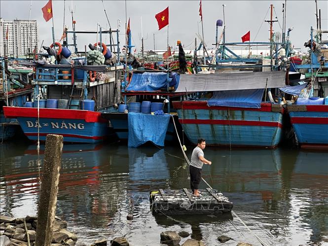 Tàu thuyền ngư dân miền Trung được về neo đậu tránh bão an toàn tại Âu thuyền Thọ Quang (Đà Nẵng). Ảnh: Trần Lê Lâm - TTXVN