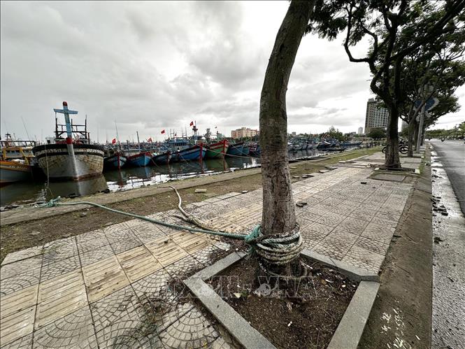 Tàu thuyền được neo cột để tránh bão số 10 tại Âu thuyền Thọ Quang (Đà Nẵng). Ảnh: Trần Lê Lâm - TTXVN