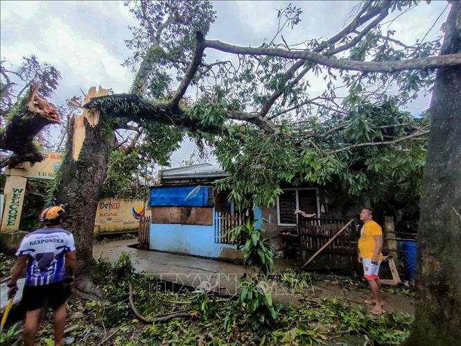 Cây gẫy đổ do ảnh hưởng của bão Bualoi ở tỉnh Masbate, Philippines ngày 26/9/2025. Ảnh: THX/TTXVN