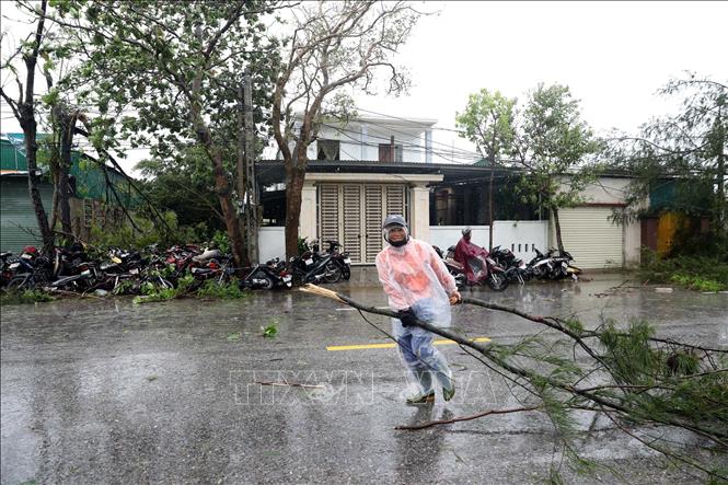 Trên tuyến quốc lộ 46 qua phường Vinh Lộc, Vinh Phú có hàng trăm cây xanh bị gãy đổ. Ảnh: Văn Tý-TTXVN