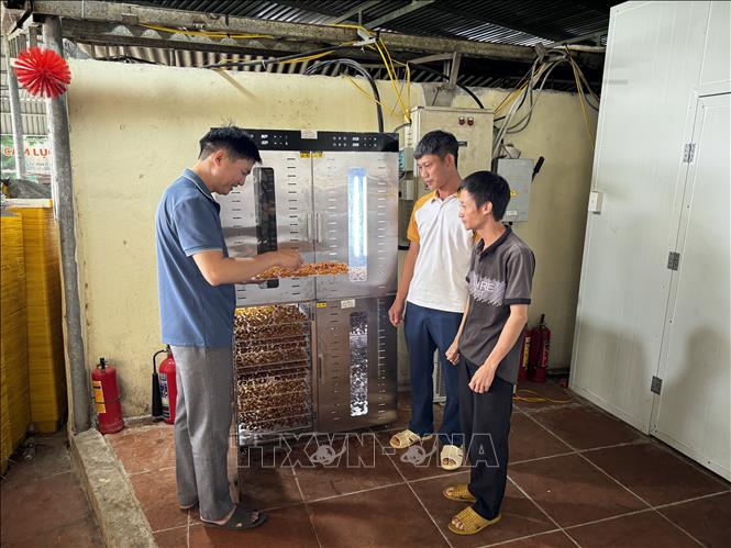 Một hợp tác xã đầu tư máy sấy hoa quả công suất cao. Ảnh: Đỗ Huyền - TTXVN