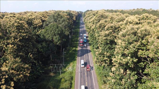 The Gia Ty forest along the National Highway 20 is a tourist attraction. VNA Photo: Sỹ Tuyên