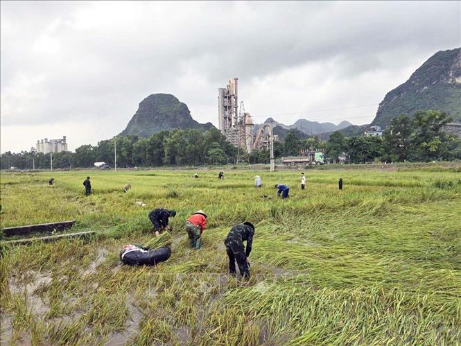 Cán bộ Ban Chỉ huy Phòng thủ khu vực 1 - Phù Vân phối hợp với địa phương giúp dân gặt lúa ngoài đồng trước khi nước lũ dâng lên ở xã Thanh Liêm, Ninh Bình. Ảnh: Nguyễn Chinh - TTXVN