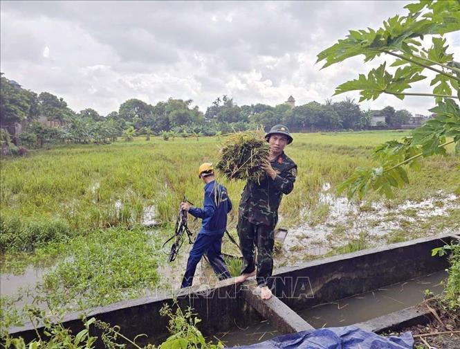 Ban Chỉ huy Phòng thủ khu vực 1 - Phù Vân phối hợp với địa phương giúp dân gặt lúa ngoài đồng trước khi nước lũ dâng lên ở xã Thanh Liêm, Ninh Bình. Ảnh: Nguyễn Chinh - TTXVN