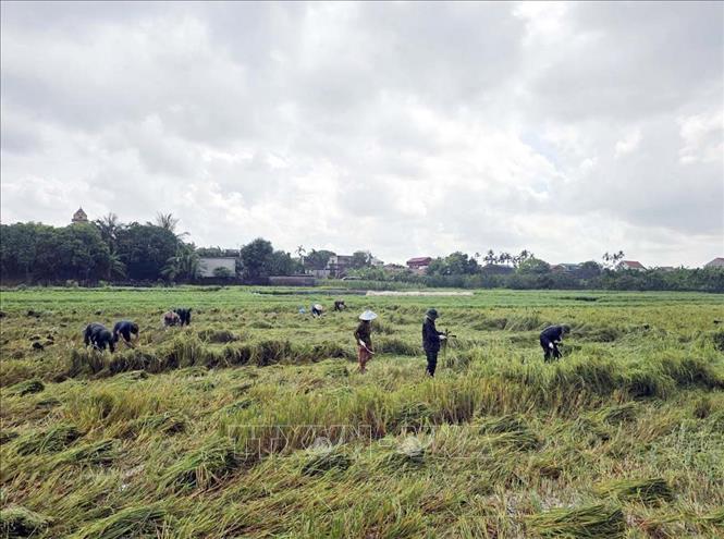 Ban Chỉ huy Phòng thủ khu vực 1 - Phù Vân phối hợp với địa phương giúp dân gặt lúa ngoài đồng trước khi nước lũ dâng lên ở xã Thanh Liêm, Ninh Bình. Ảnh: Nguyễn Chinh - TTXVN