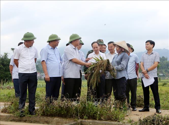 Chủ tịch UBND tỉnh Trần Duy Đông thăm hỏi, động viên người dân xã Xuân Đài chủ động thu hoạch sớm để giảm thiểu thiệt hại do thời tiết cực đoan. Ảnh: Tạ Toàn - TTXVN