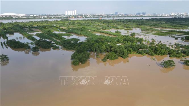 Nước dâng cao cũng khiến nhà cửa, hoa màu, cây trồng của người dân tại bãi giữa sông Hồng đoạn qua Hà Nội bị ngập. Ảnh: Vũ Quang – TTXVN