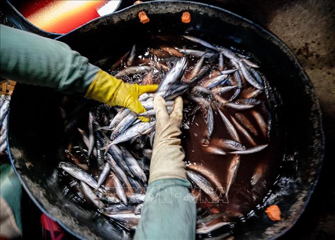 Freshly caught fishes are descaled, guttted, and cleanead before being steamed. VNA Photo: Khánh Hoà