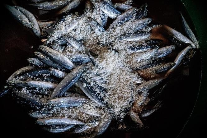 Salting fish before steaming. VNA Photo: Khánh Hoà