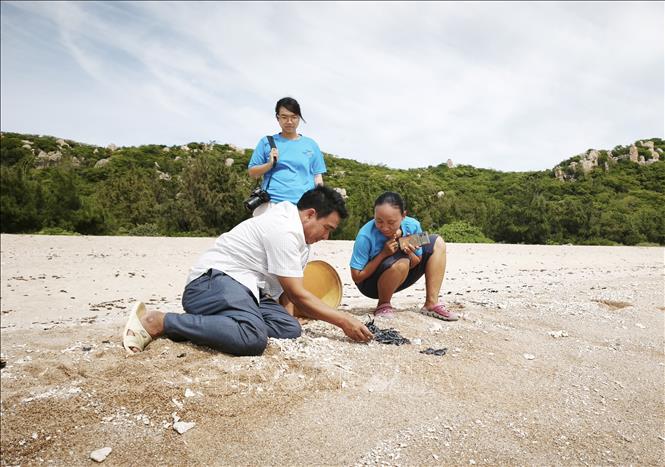Staff at Nui Chua National Park and volunteers return baby turtles into the sea. VNA Photo: Nguyễn Thành