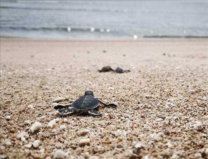 Baby sea turtles return to the sea at Nui Chua National Park, Vinh Hai commune, Khanh Hoa province. VNA Photo: Nguyễn Thành