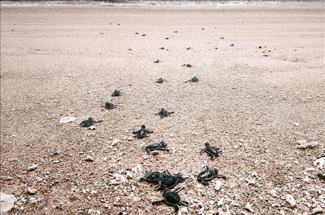 Baby turtles return to the sea at Nui Chua National Park, Vinh Hai commune, Khanh Hoa province. VNA Photo: Nguyễn Thành