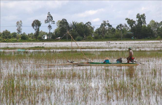 Locals catching fishes on flooded fields. VNA Photo: Duy Khương