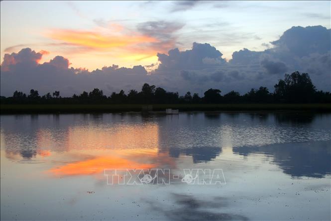 Tranquility on the flooded rice fields of Can Tho. VNA Photo: Duy Khương