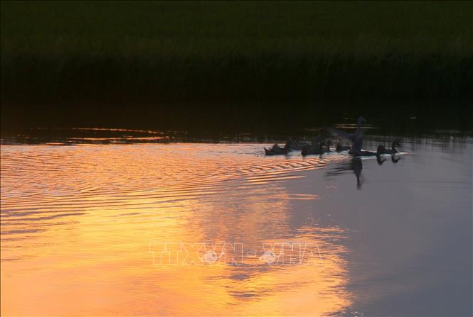 Golden sunset on flooded fields of Can Tho. VNA Photo: Duy Khương