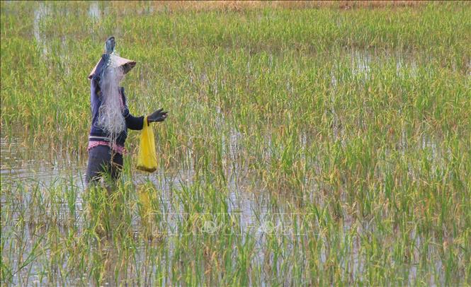 Locals catching fishes on Can Tho flooded fields. VNA Photo: Duy Khương