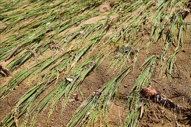  Lúa đang độ thu hoạch bị ngã rạp, vùi lấp dưới đất khi lũ ống, lũ quét càn qua. Ảnh: Xuân Tiến - TTXVN 