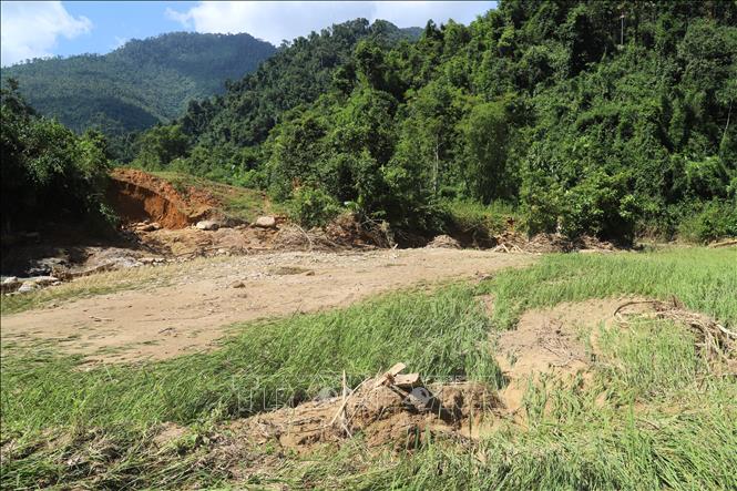 Lũ ống, lũ quét gây thiệt hại nghiêm trọng diện tích lúa ruộng của người dân. Ảnh: Xuân Tiến - TTXVN