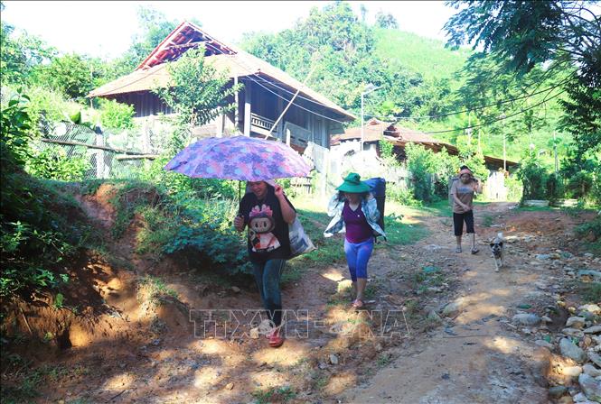Người dân đi lên nương thu hoạch lúa trên con đường xói lở, lởm chởm đá và khe rãnh. Ảnh: Xuân Tiến - TTXVN 