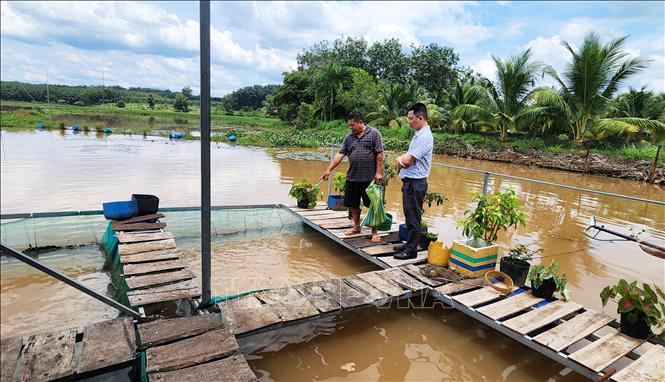 Người dân sinh sống ở gần Hồ Phước Hòa phát triển mô hình nuôi cá lồng để phát triển kinh tế và phục vụ khách du lịch. Ảnh: Đậu Tất Thành - TTXVN 