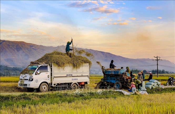 Không khí thu hoạch lúa rộn ràng trên cánh đồng Mường Thanh. Ảnh: Xuân Tư - TTXVN