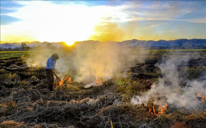 Người dân đốt gốc rạ sau khi thu hoạch xong. Ảnh: Xuân Tư - TTXVN