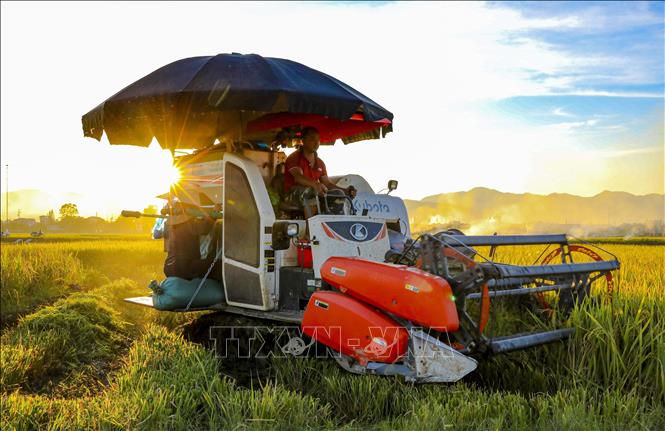 Người dân điều khiển máy gặt đập liên hợp trên cánh đồng Mường Thanh giữa ánh vàng của lúa chín. Ảnh: Xuân Tư - TTXVN