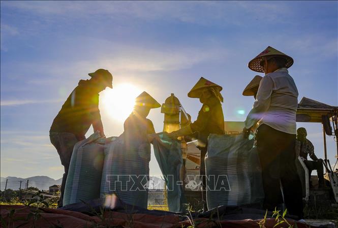 Người dân tất bật thu hoạch và đóng bao lúa để kịp vận chuyển về nhà sau vụ mùa bội thu. Ảnh: Xuân Tư - TTXVN