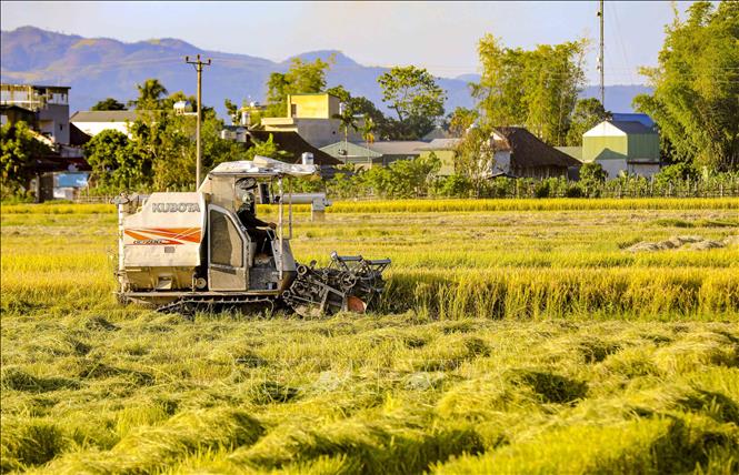 Người dân sử dụng máy gặt lúa để giảm thiểu thời gian và sức lao động. Ảnh: Xuân Tư - TTXVN