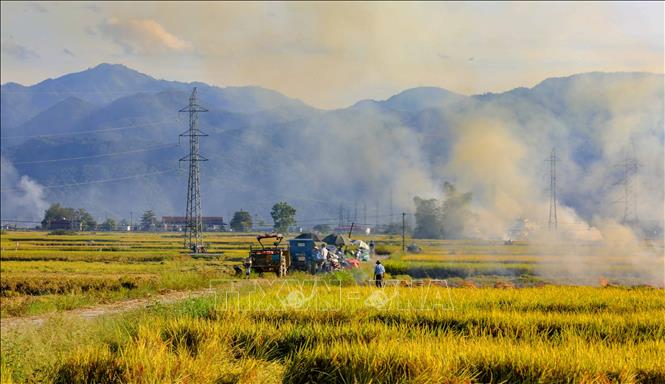 Mùa vàng trên cánh đồng Mường Thanh. Ảnh: Xuân Tư - TTXVN