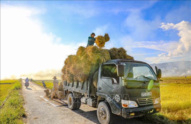 Những bó lúa nặng trĩu được nông dân vận chuyển lên xe, mang theo niềm vui vụ mùa bội thu trên cánh đồng Mường Thanh. Ảnh: Xuân Tư - TTXVN