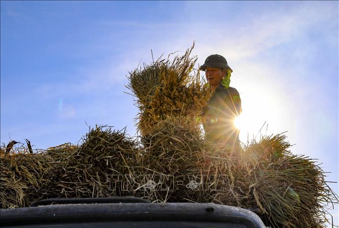 Nét đẹp lao động trong ngày mùa nắng gắt. Ảnh: Xuân Tư - TTXVN