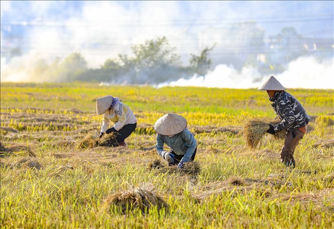 Người dân vùng lòng chảo Điện Biên thu hoạch lúa. Ảnh: Xuân Tư - TTXVN