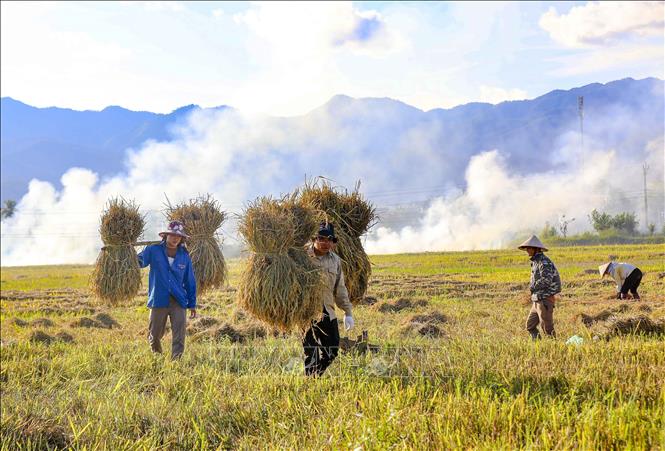 Những gánh lúa nặng trĩu báo hiệu một vụ mùa bội thu. Ảnh: Xuân Tư - TTXVN