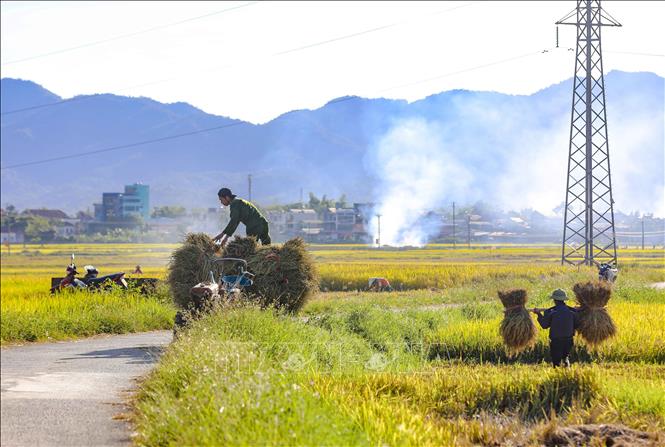 Khung cảnh ngày mùa trên cánh đồng Mường Thanh. Ảnh: Xuân Tư - TTXVN