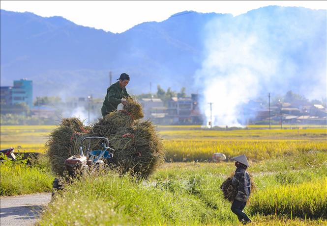 Người dân xếp từng bó lúa lên xe để chở về nhà. Ảnh: Xuân Tư - TTXVN