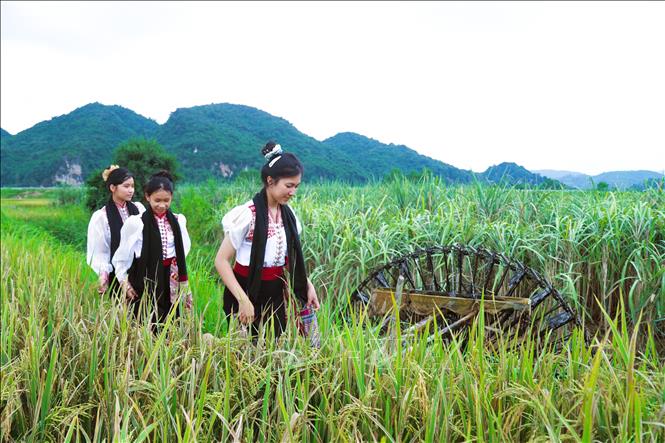 Thai women next to a waterwheel in Hoa Tien village, Chau Tien commune, Nghe An province. VNA Photo: Xuân Tiến 