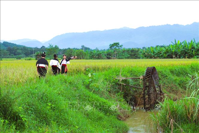 For many years, Thai ethnic minority people in western mountainous region of Nghe An province have maintained traditional waterwheels left by their ancestors on both sides of streams and rivers. VNA Photo: Xuân Tiến 