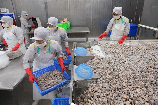 Sơ chế ngao xuất khẩu tại nhà máy của Công ty CP Xuất nhập khẩu thuỷ sản Thanh Hóa, tỉnh Thanh Hóa. Ảnh: Lê Đông - TTXVN