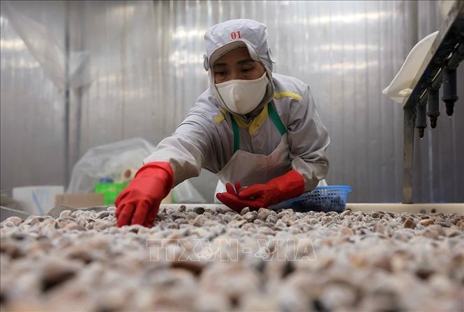 Chế biến ngao xuất khẩu tại nhà máy của Công ty CP Xuất nhập khẩu thuỷ sản Thanh Hóa, tỉnh Thanh Hóa. Ảnh: Lê Đông - TTXVN